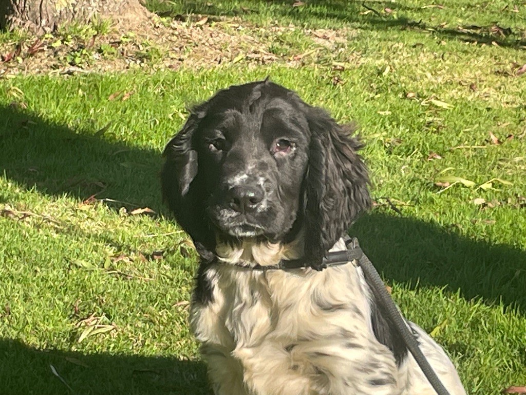 de Torlhak - Chiot disponible  - English Springer Spaniel