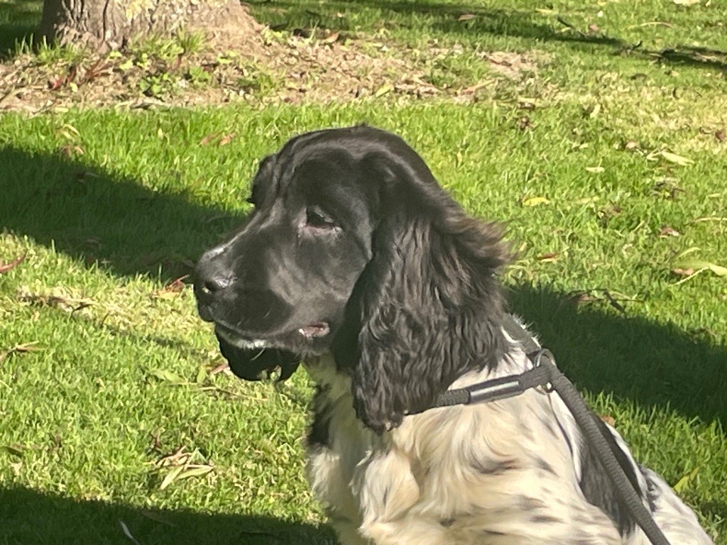 chiot English Springer Spaniel de Torlhak