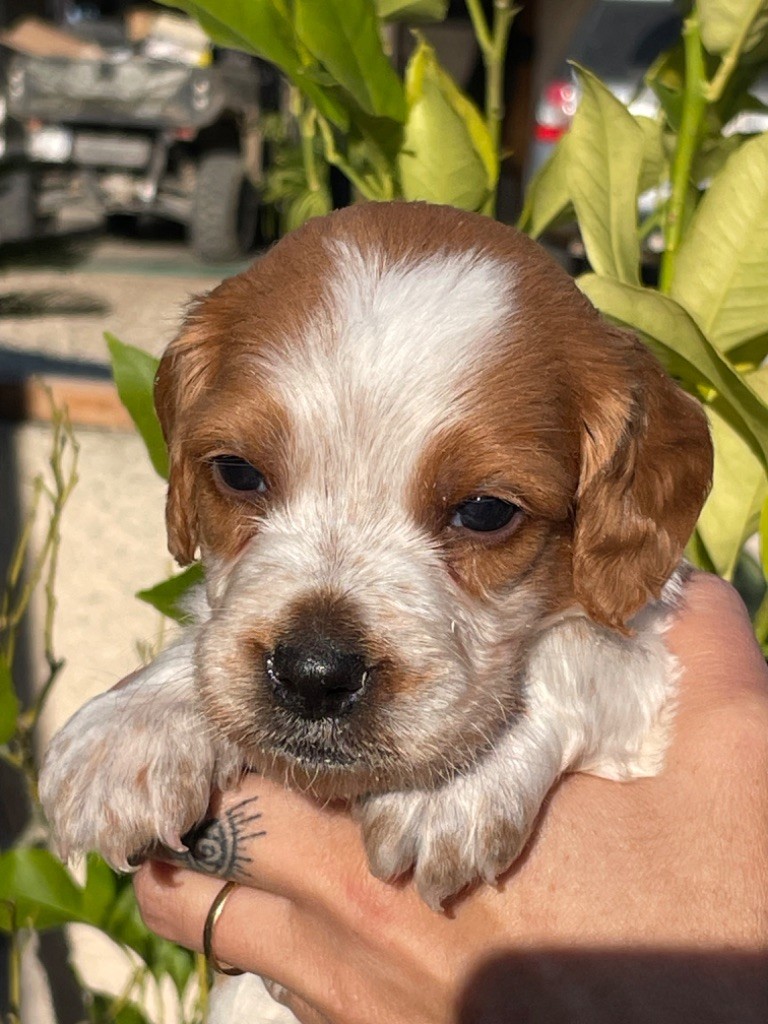 chiot Epagneul Breton de Torlhak