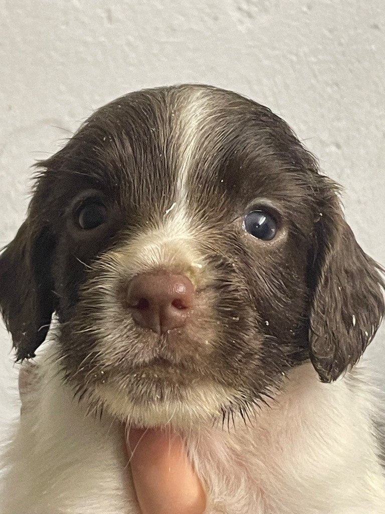 chiot English Springer Spaniel de Torlhak