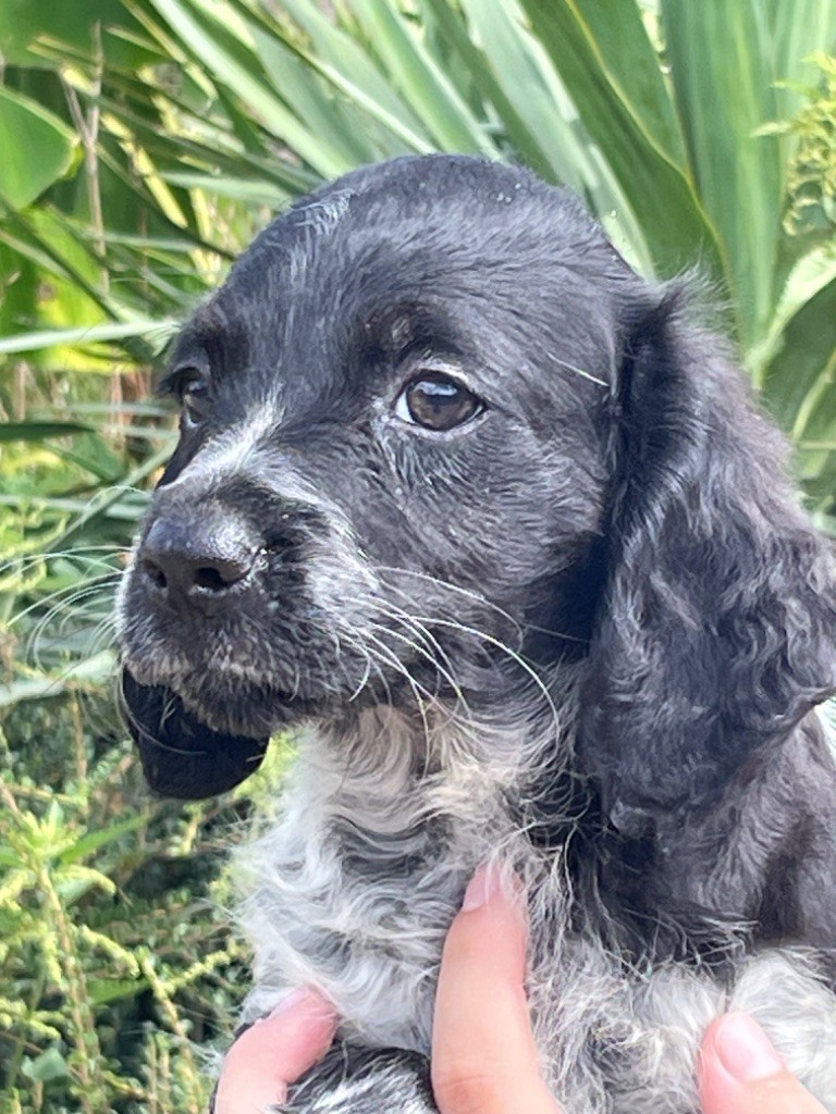 chiot Epagneul Breton de Torlhak