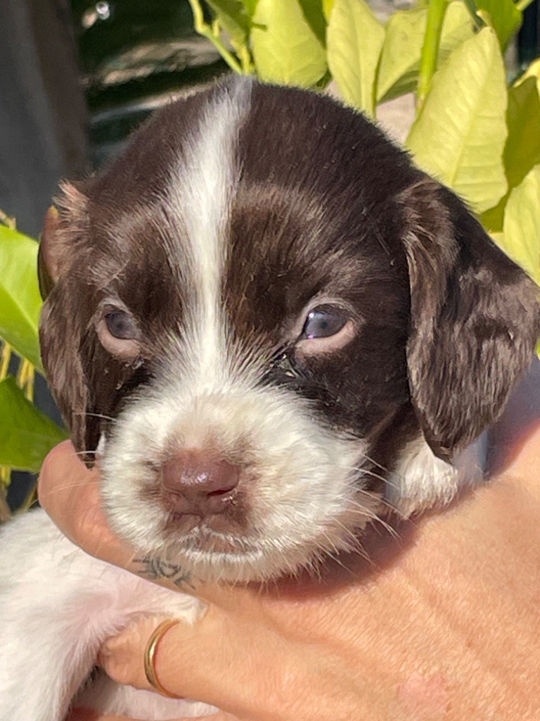 chiot English Springer Spaniel de Torlhak