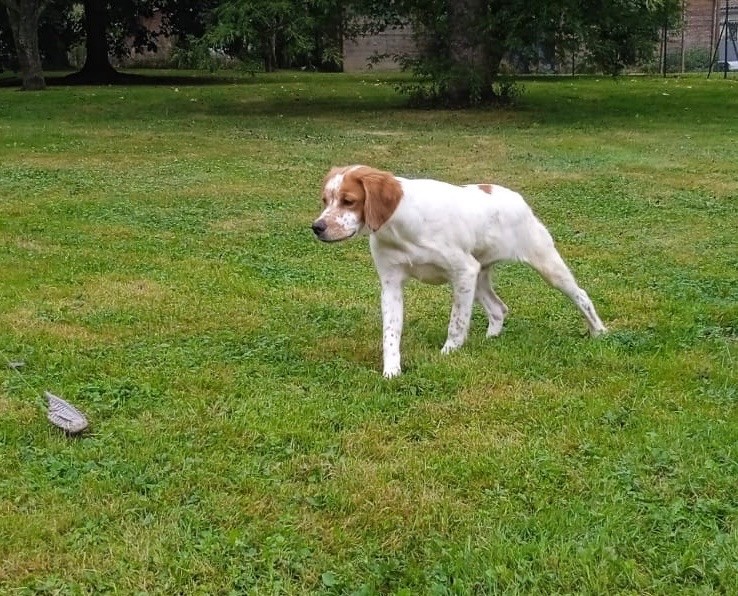 chiot Epagneul Breton de Torlhak