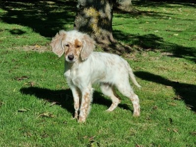 chiot Setter Anglais de Torlhak