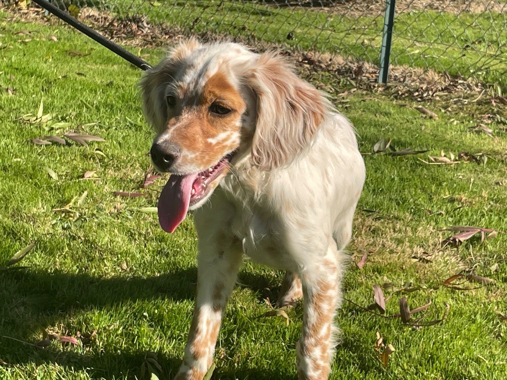 de Torlhak - Chiot disponible  - Setter Anglais