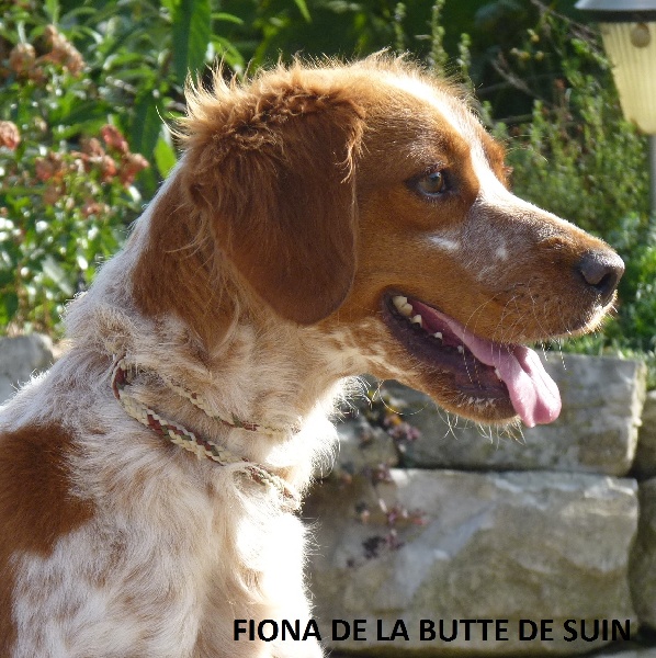 G'fiona de la butte de suin