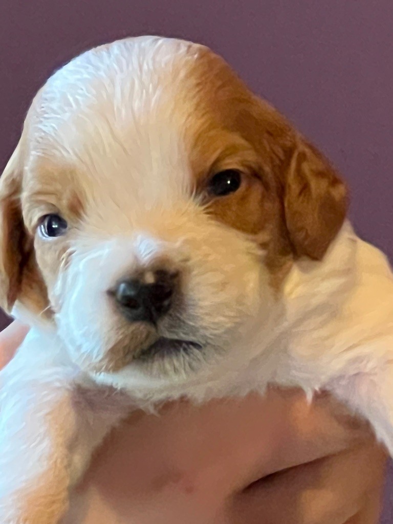 de Torlhak - Chiots disponibles - Epagneul Breton