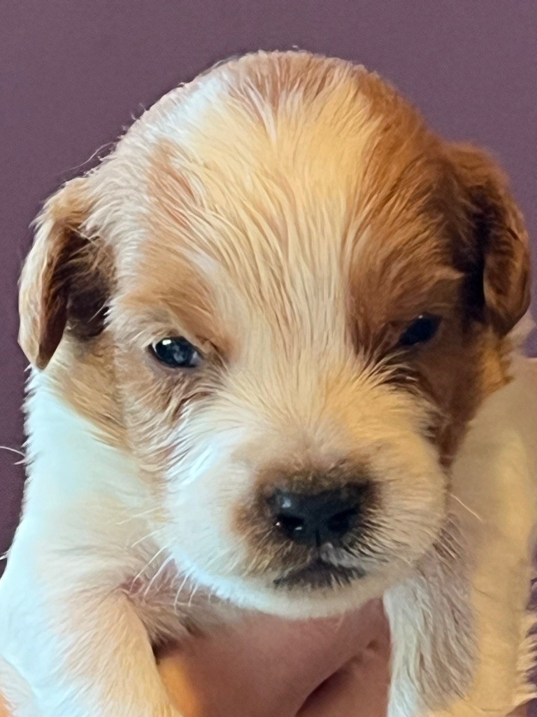 de Torlhak - Chiots disponibles - Epagneul Breton