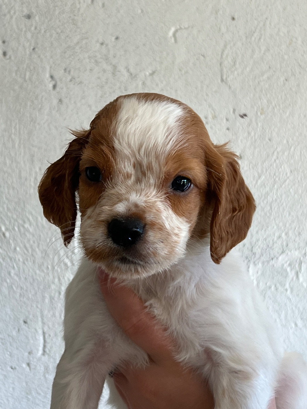 de Torlhak - Chiots disponibles - Epagneul Breton