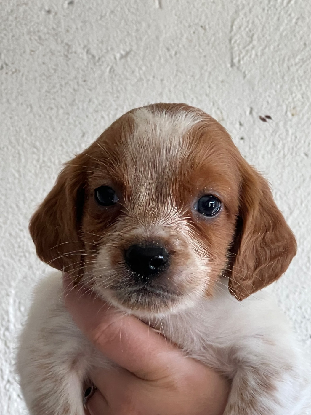 de Torlhak - Chiots disponibles - Epagneul Breton