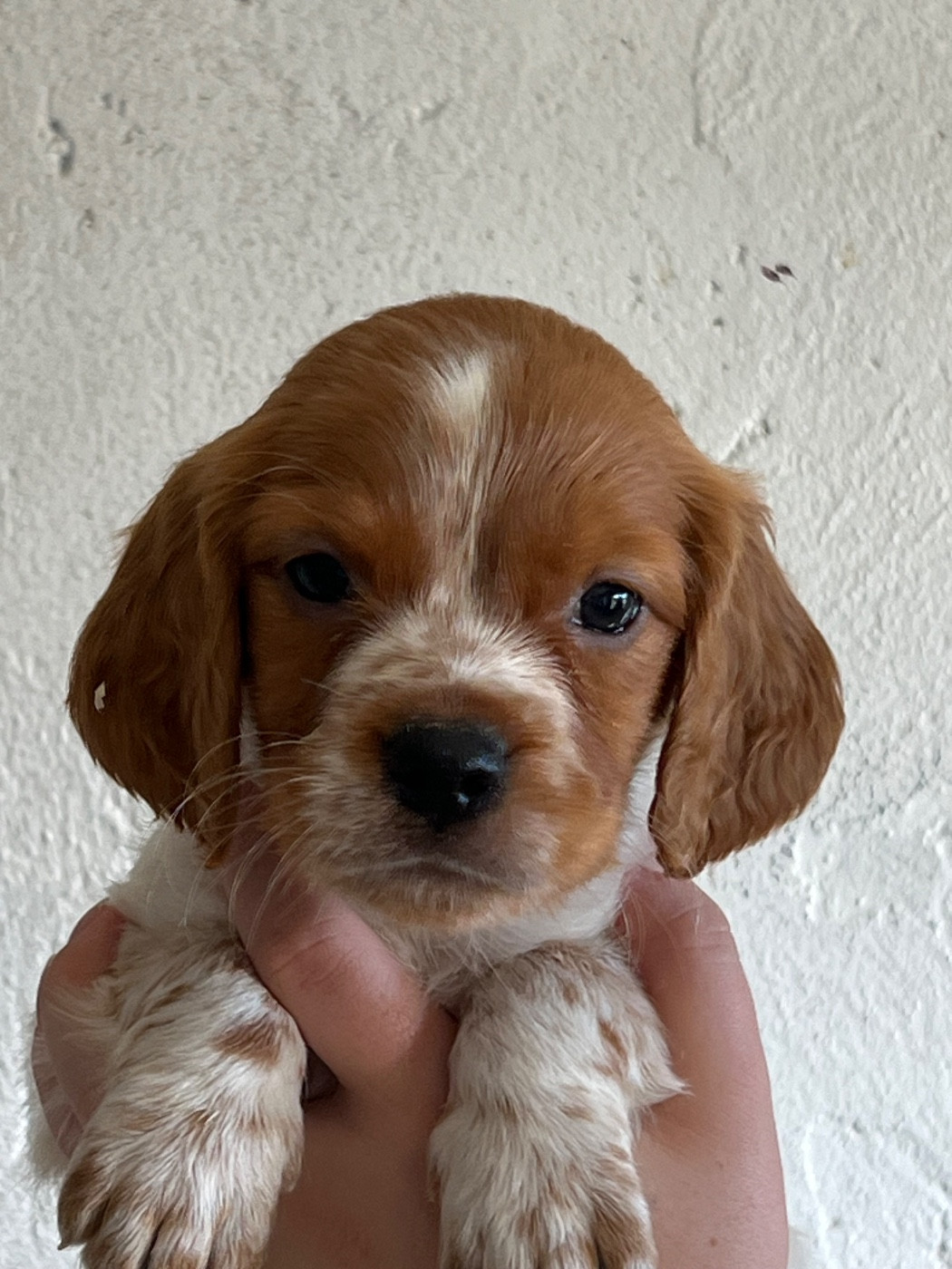de Torlhak - Chiots disponibles - Epagneul Breton