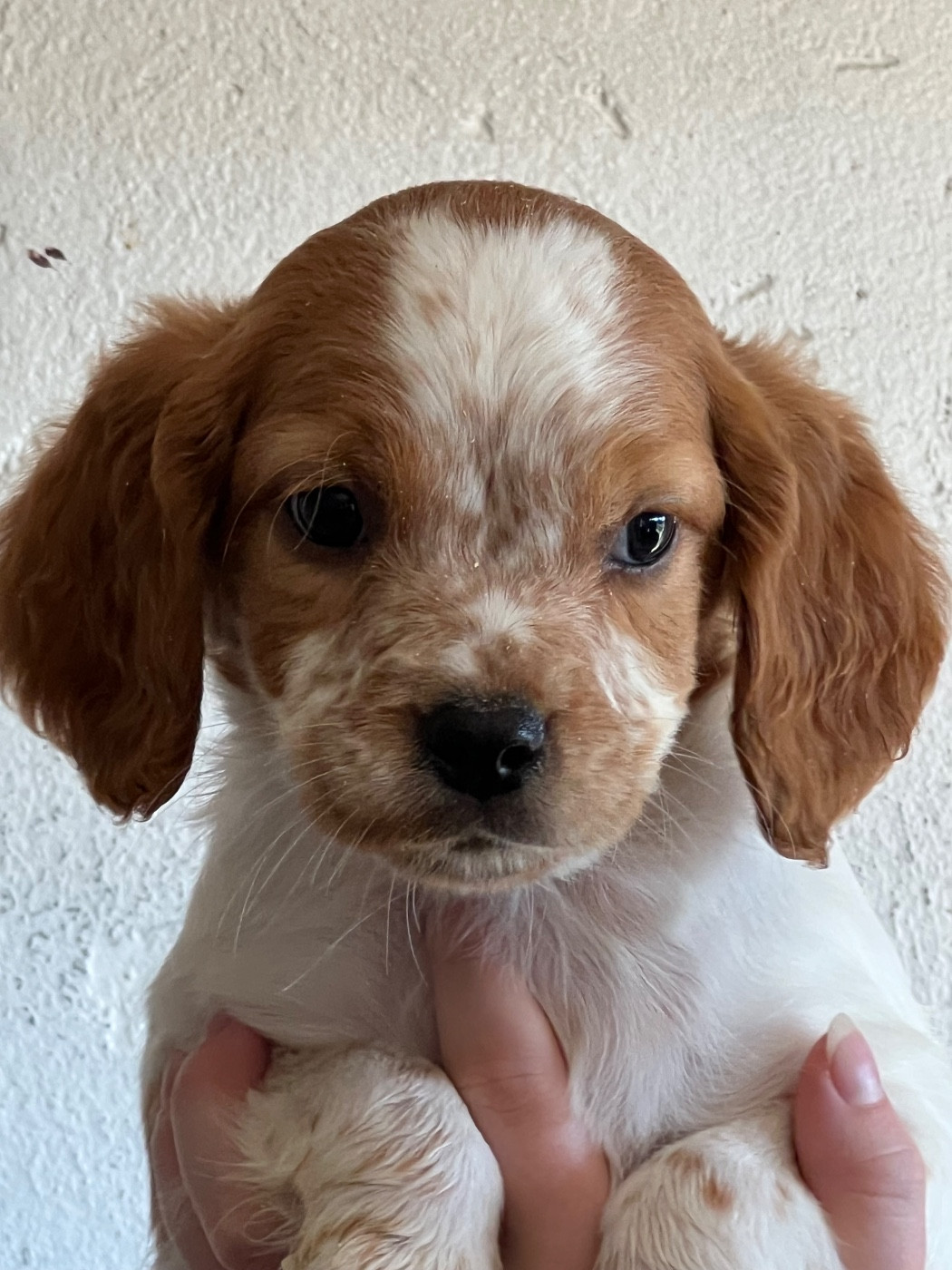 de Torlhak - Chiots disponibles - Epagneul Breton