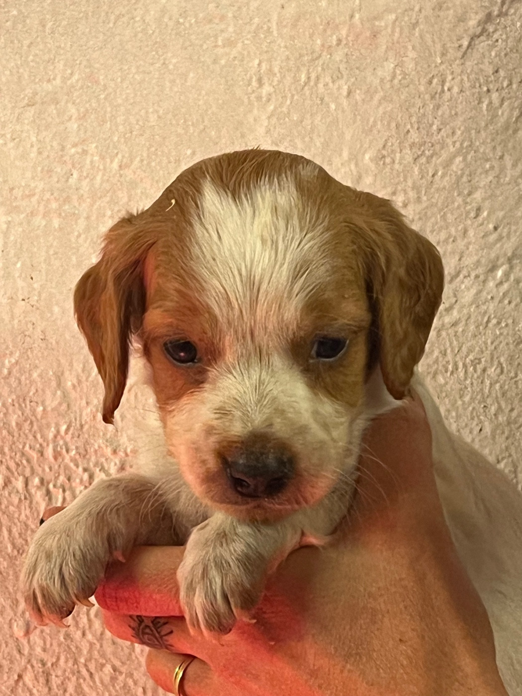 de Torlhak - Chiots disponibles - Epagneul Breton