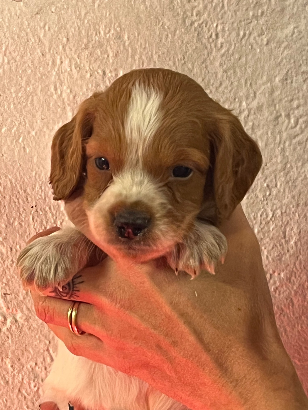 de Torlhak - Chiots disponibles - Epagneul Breton