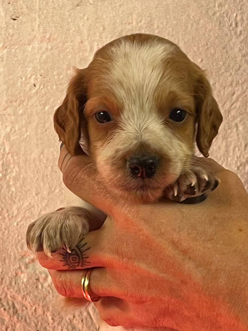 de Torlhak - Chiots disponibles - Epagneul Breton