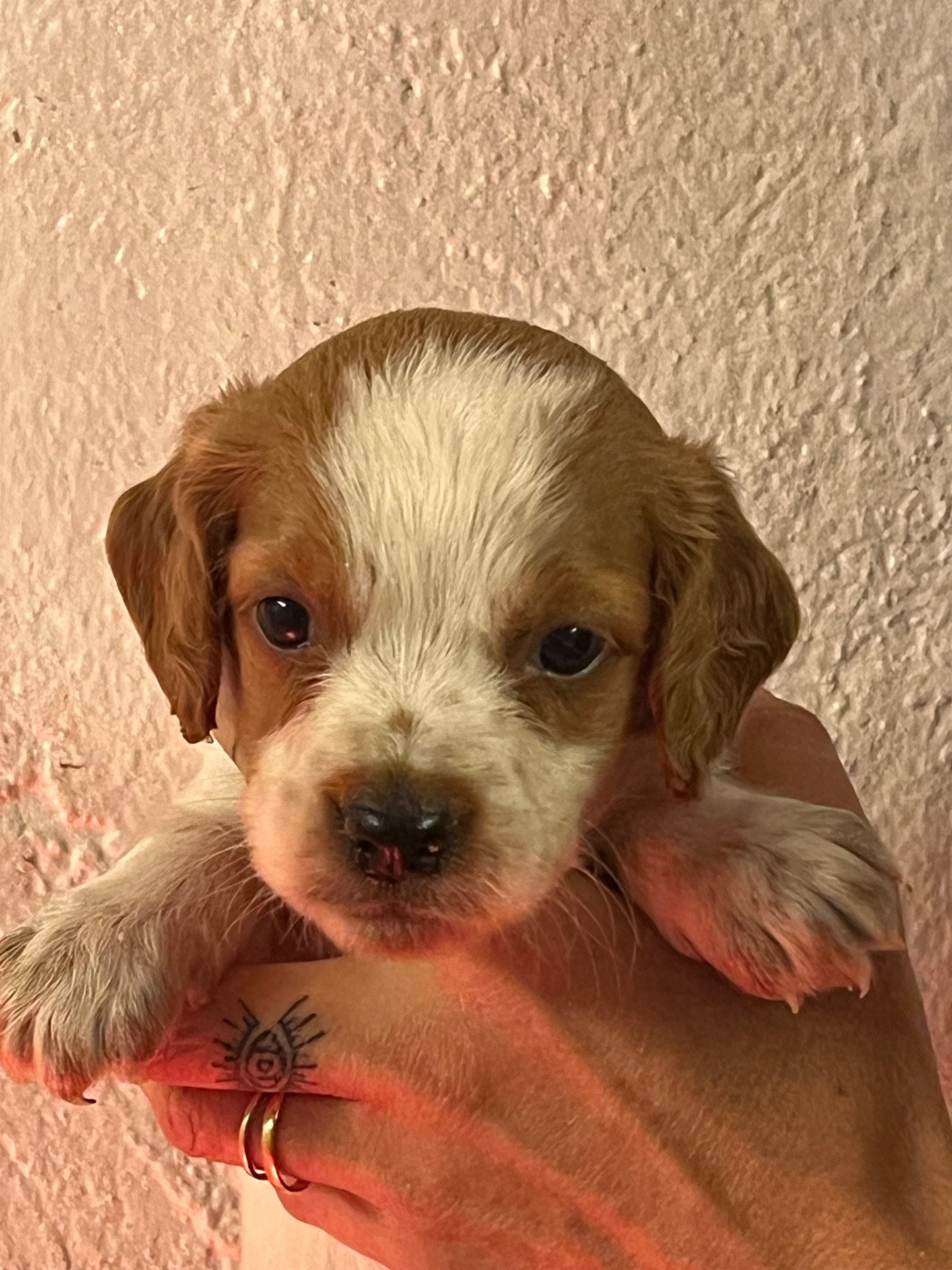 Chiot Epagneul Breton de Torlhak