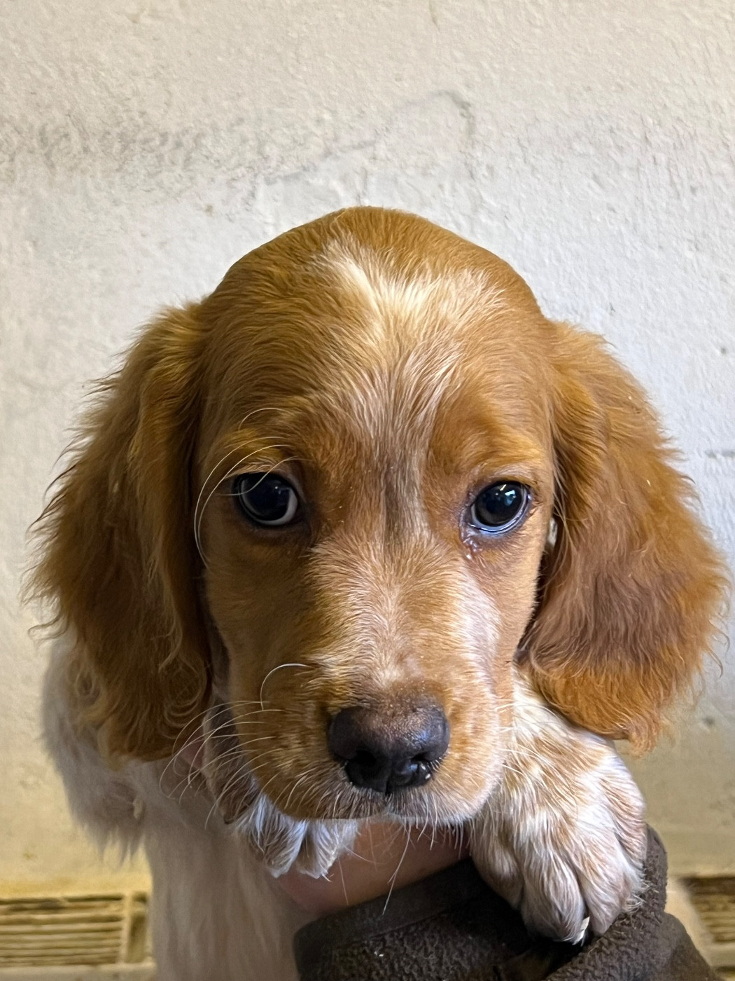 de Torlhak - Chiots disponibles - Epagneul Breton