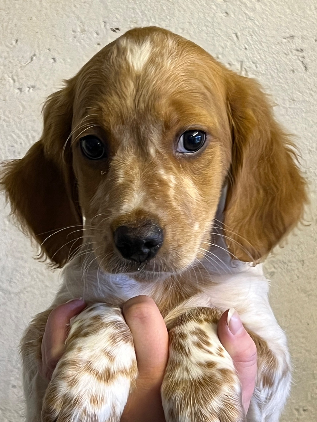 de Torlhak - Chiots disponibles - Epagneul Breton