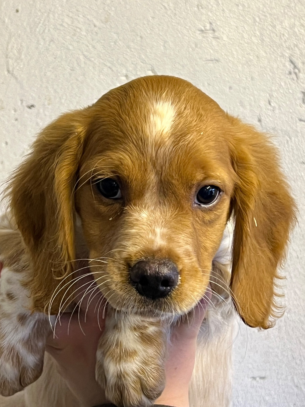 de Torlhak - Chiots disponibles - Epagneul Breton