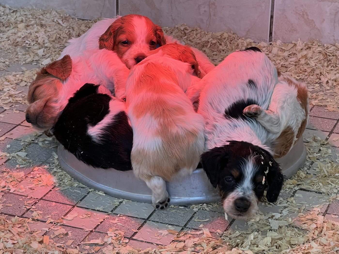 Chiot Epagneul Breton de Torlhak