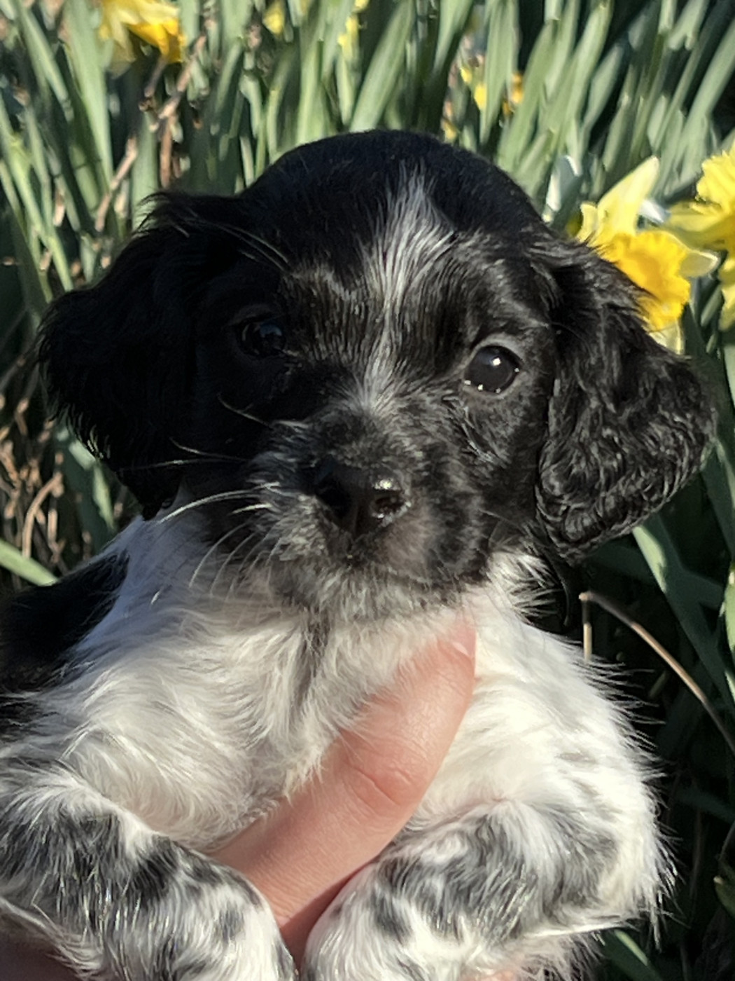 de Torlhak - Chiots disponibles - Epagneul Breton