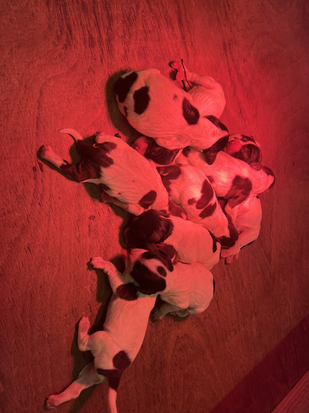 de Torlhak - English Springer Spaniel - Portée née le 11/04/2026