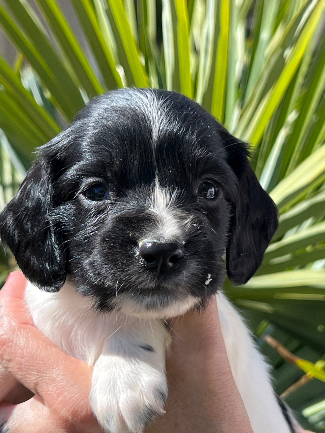 Chiot English Springer Spaniel de Torlhak