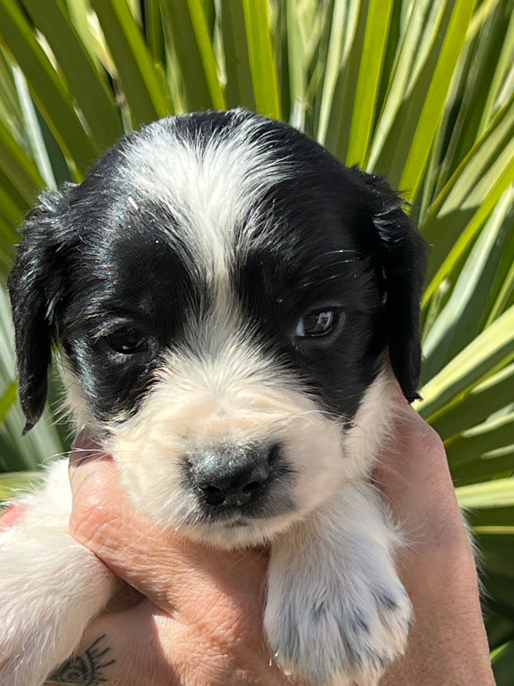de Torlhak - Chiots disponibles - English Springer Spaniel