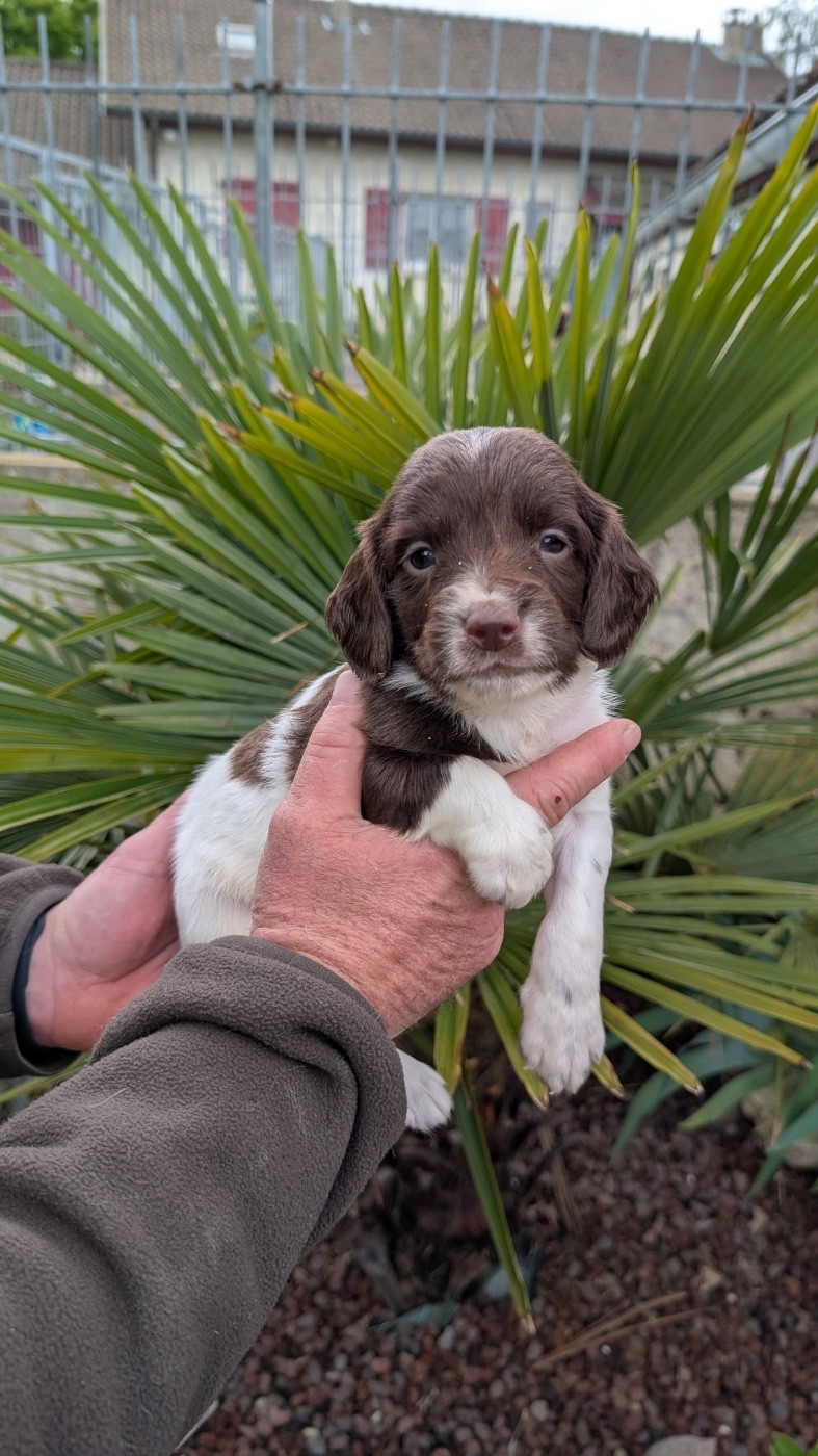 de Torlhak - Chiots disponibles - English Springer Spaniel