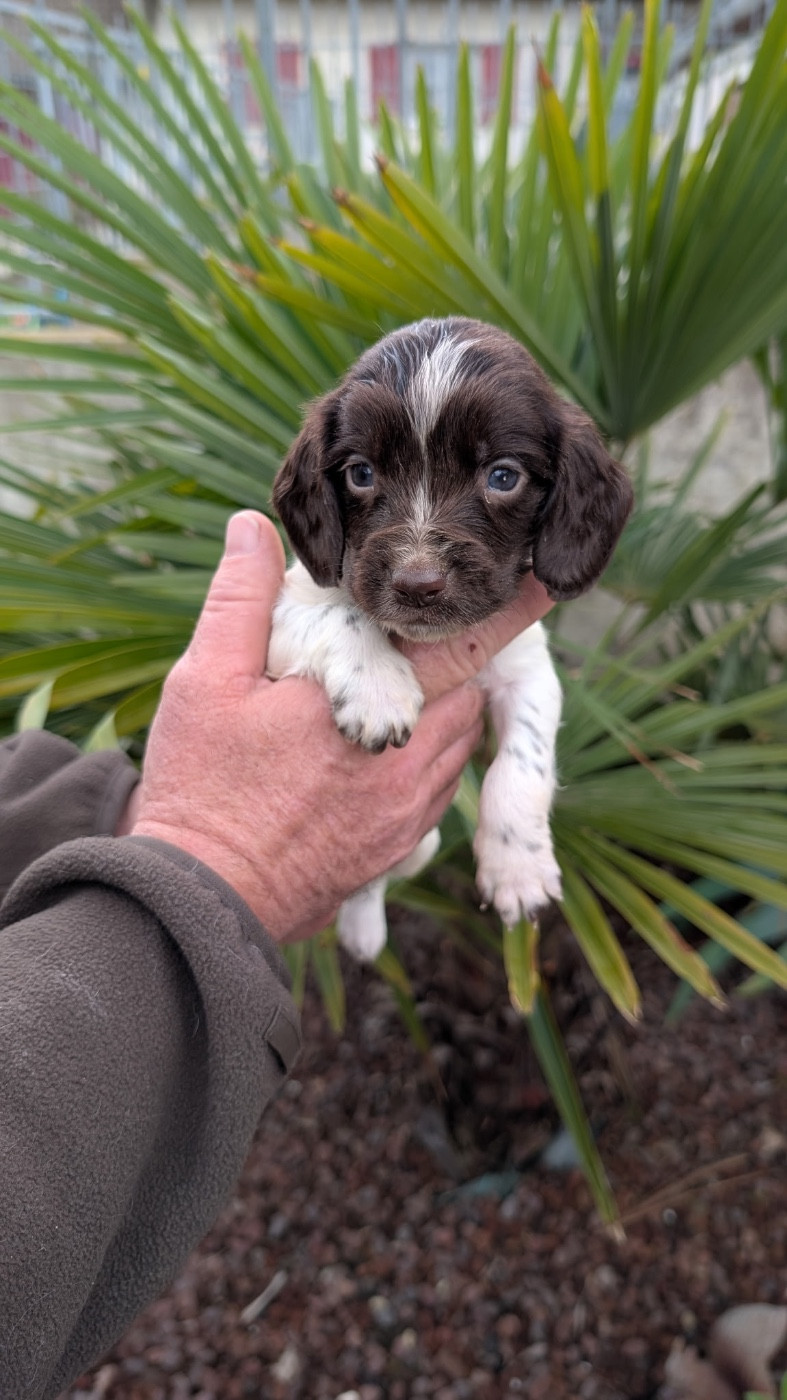 de Torlhak - Chiots disponibles - English Springer Spaniel