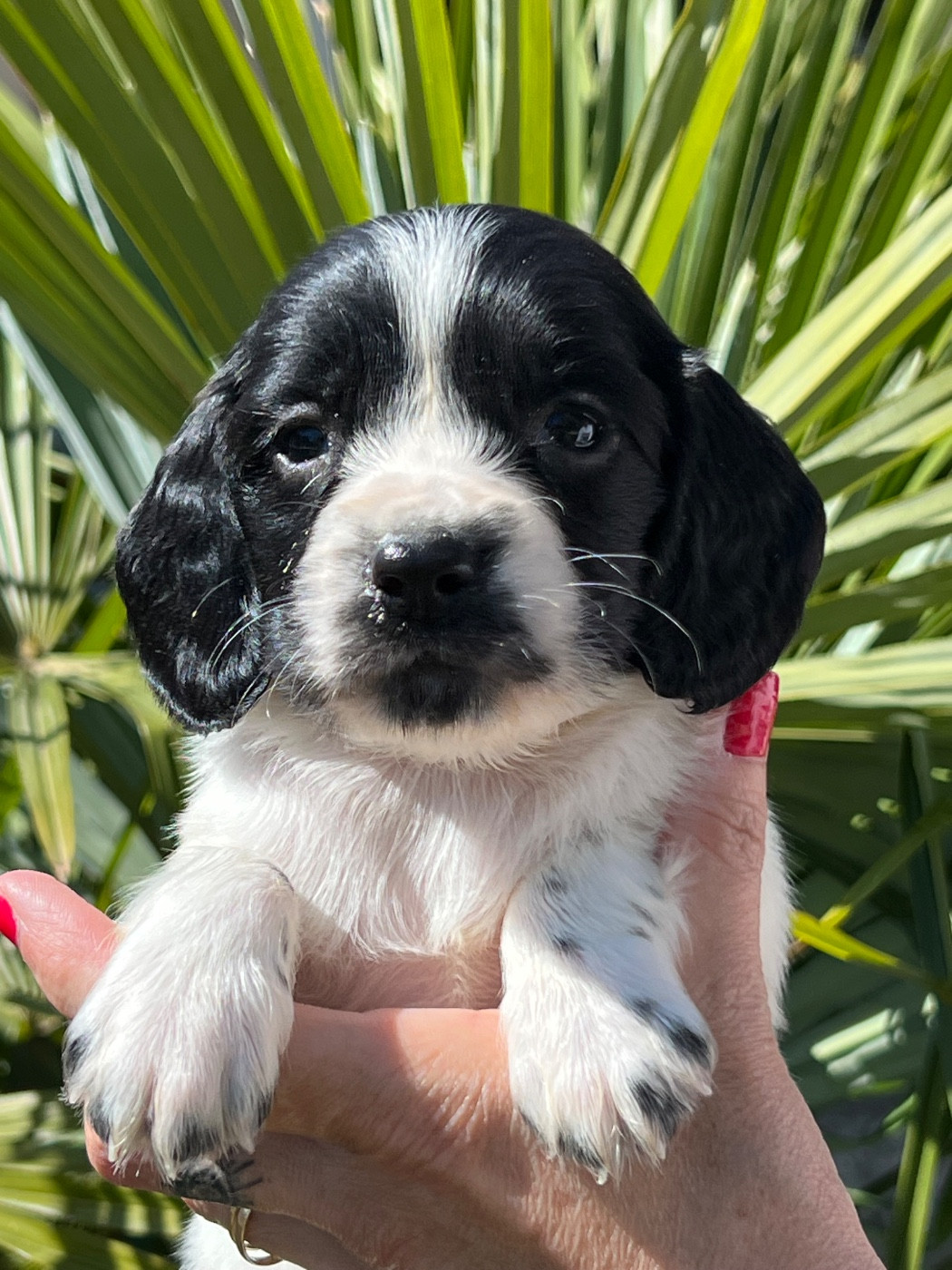 de Torlhak - Chiots disponibles - English Springer Spaniel