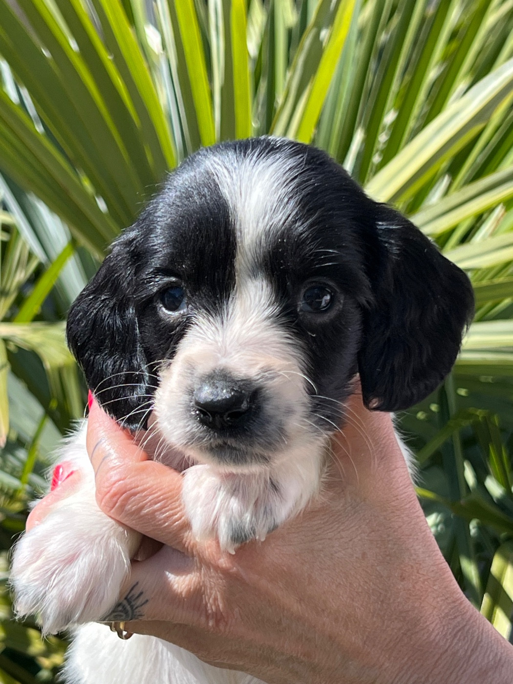 de Torlhak - Chiots disponibles - English Springer Spaniel