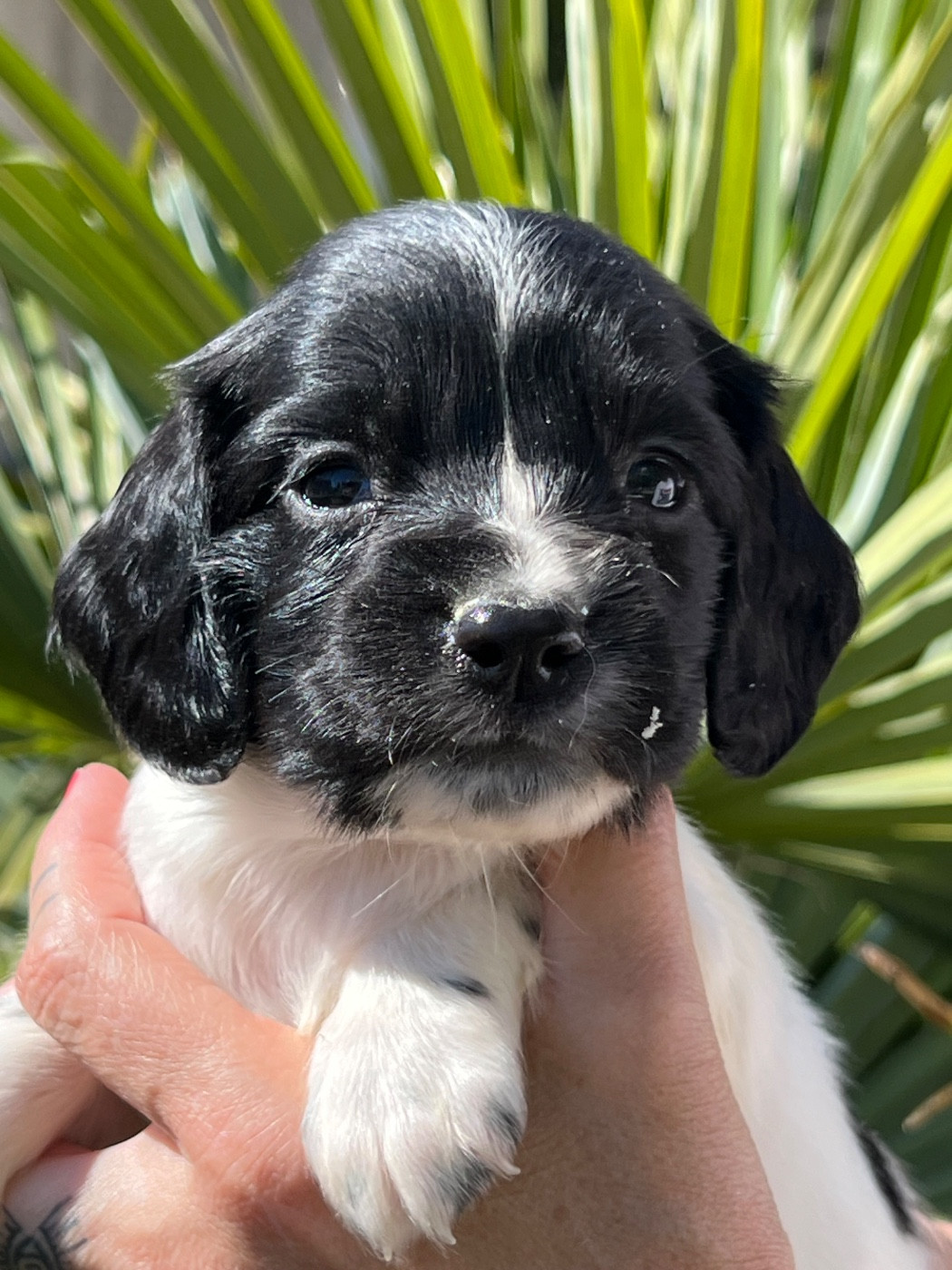 de Torlhak - Chiots disponibles - English Springer Spaniel