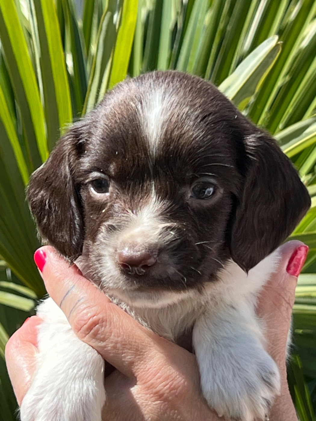de Torlhak - Chiots disponibles - English Springer Spaniel