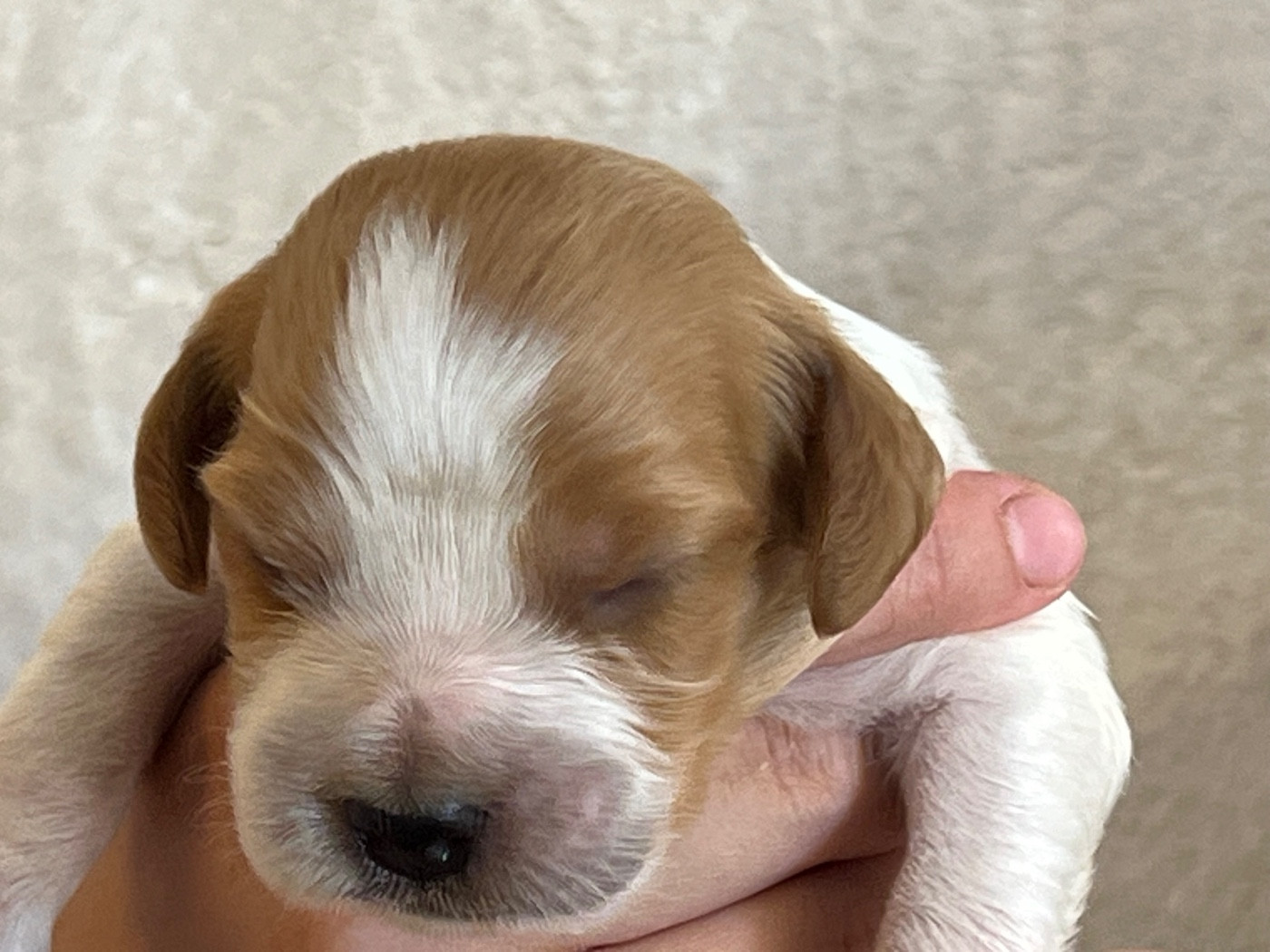 de Torlhak - Chiots disponibles - Epagneul Breton