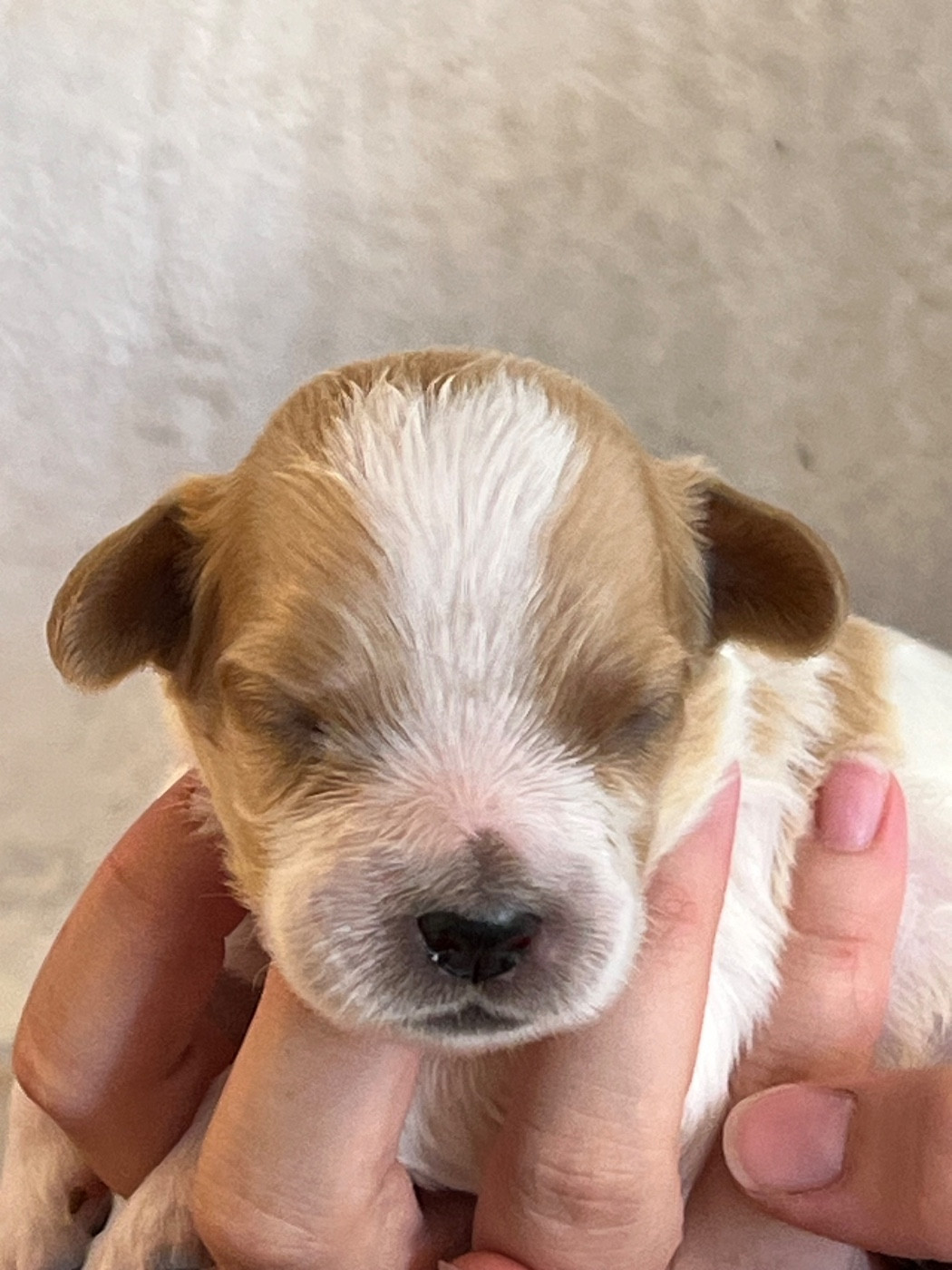 de Torlhak - Chiots disponibles - Epagneul Breton