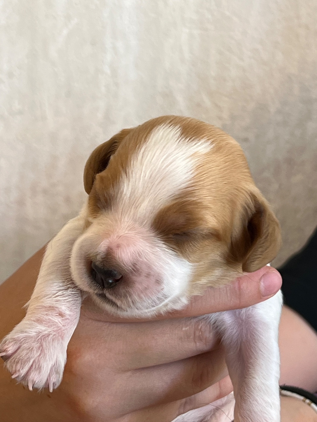 de Torlhak - Chiots disponibles - Epagneul Breton