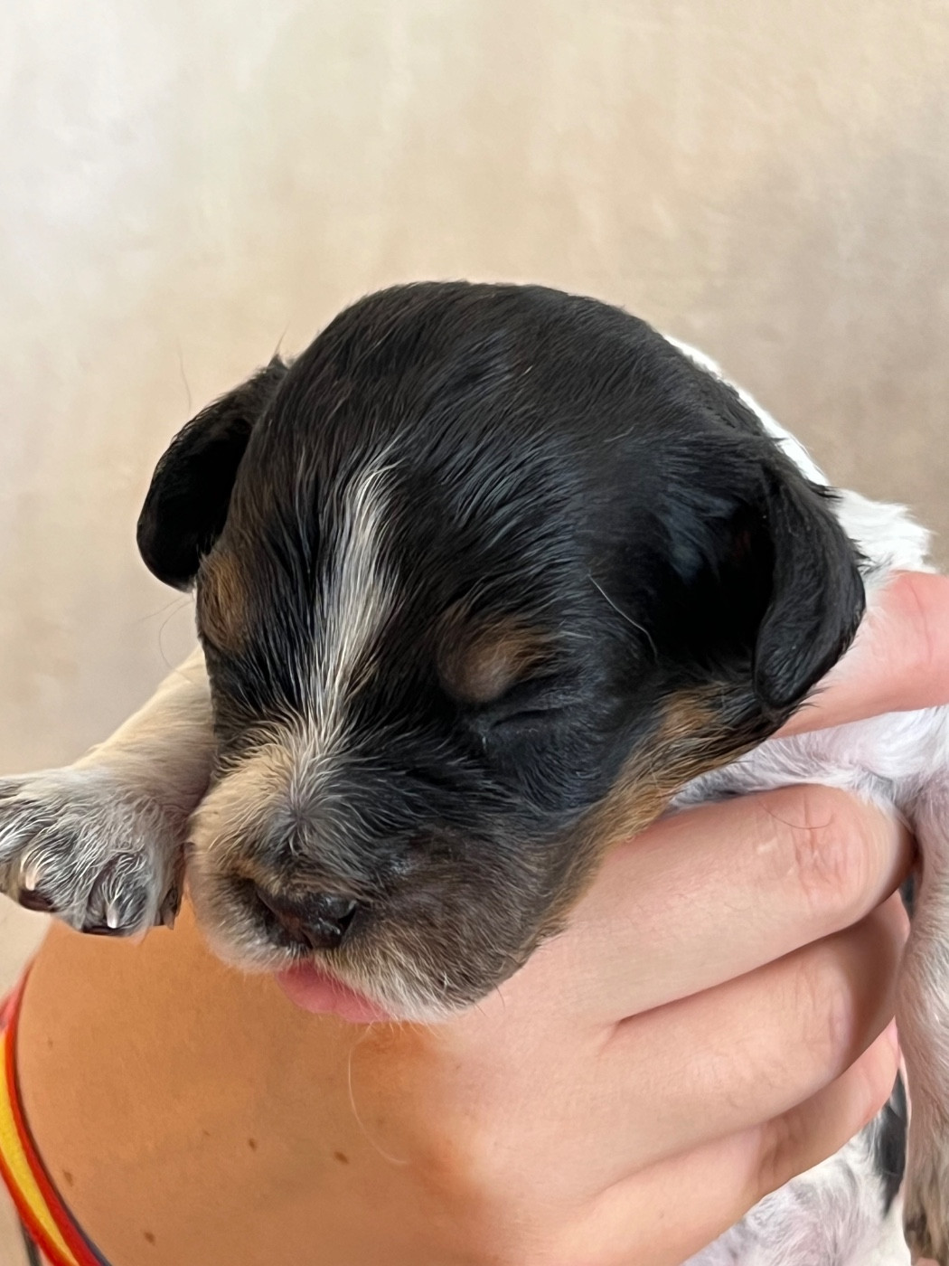 de Torlhak - Chiots disponibles - Epagneul Breton