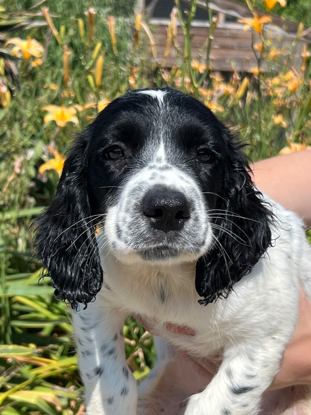 de Torlhak - Chiots disponibles - English Springer Spaniel