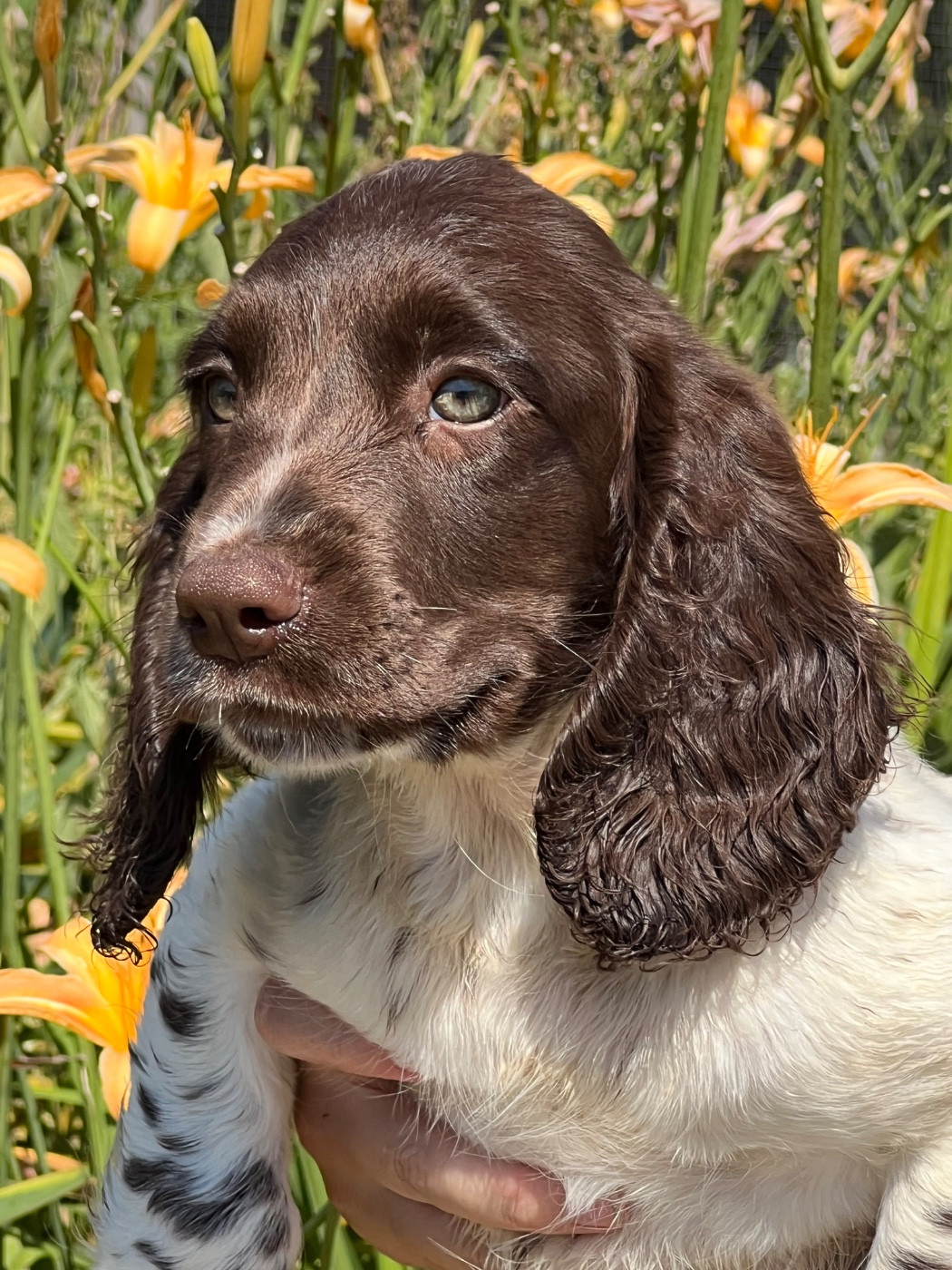 de Torlhak - Chiots disponibles - English Springer Spaniel