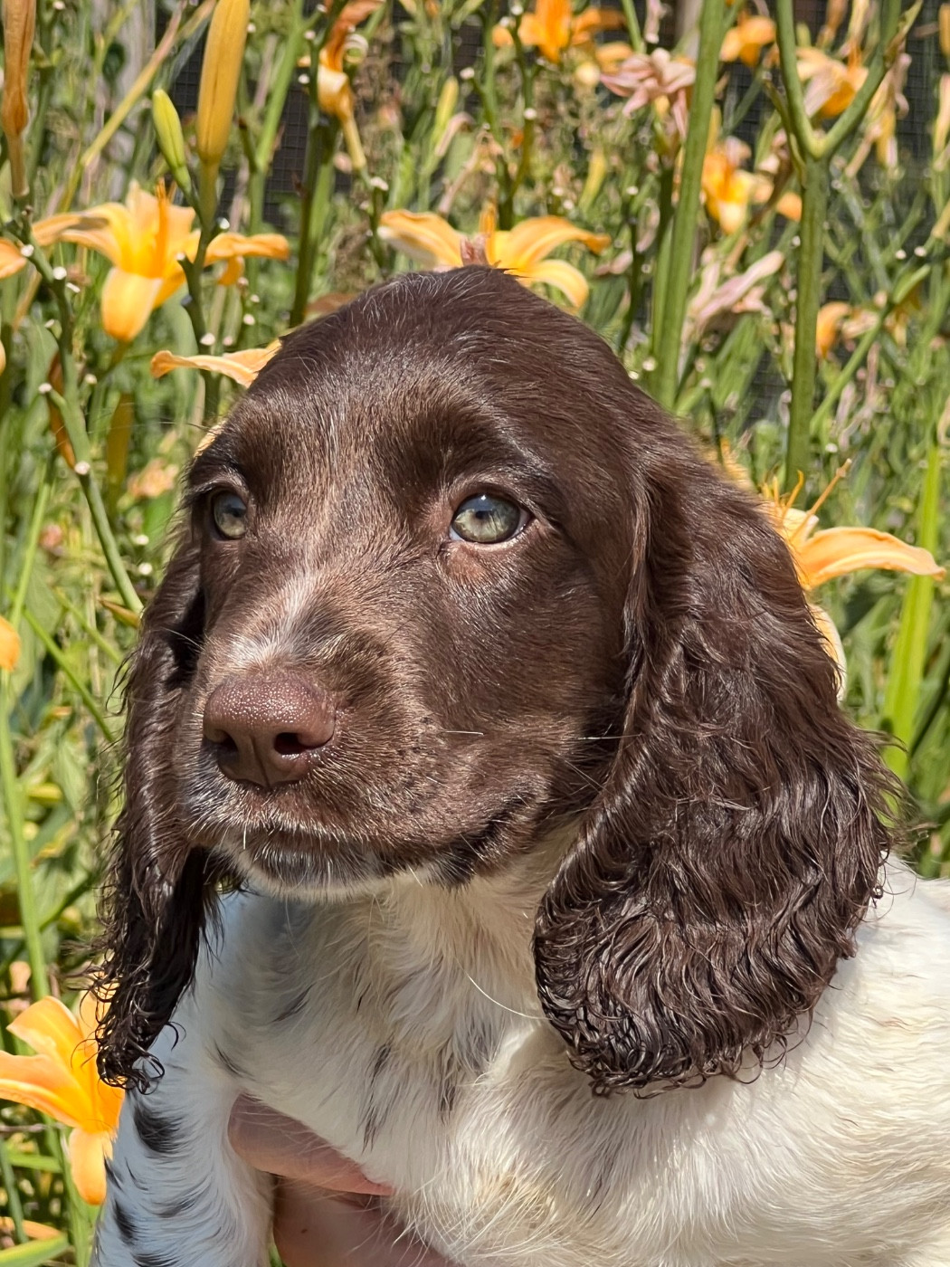 Chiot English Springer Spaniel de Torlhak