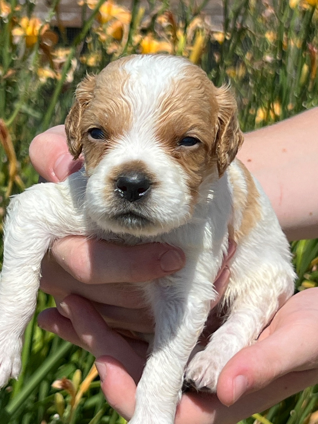 de Torlhak - Chiots disponibles - Epagneul Breton