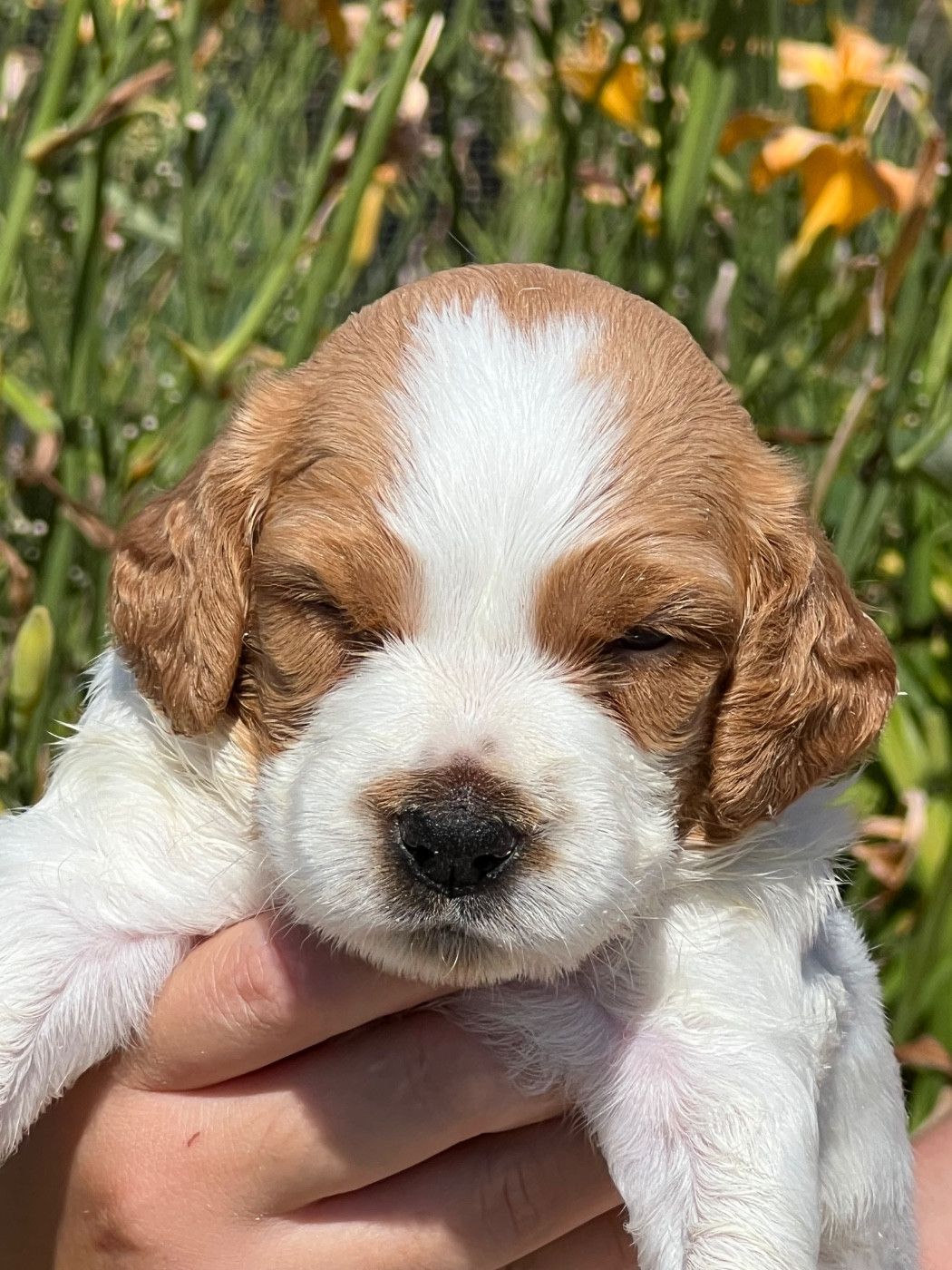 de Torlhak - Chiots disponibles - Epagneul Breton