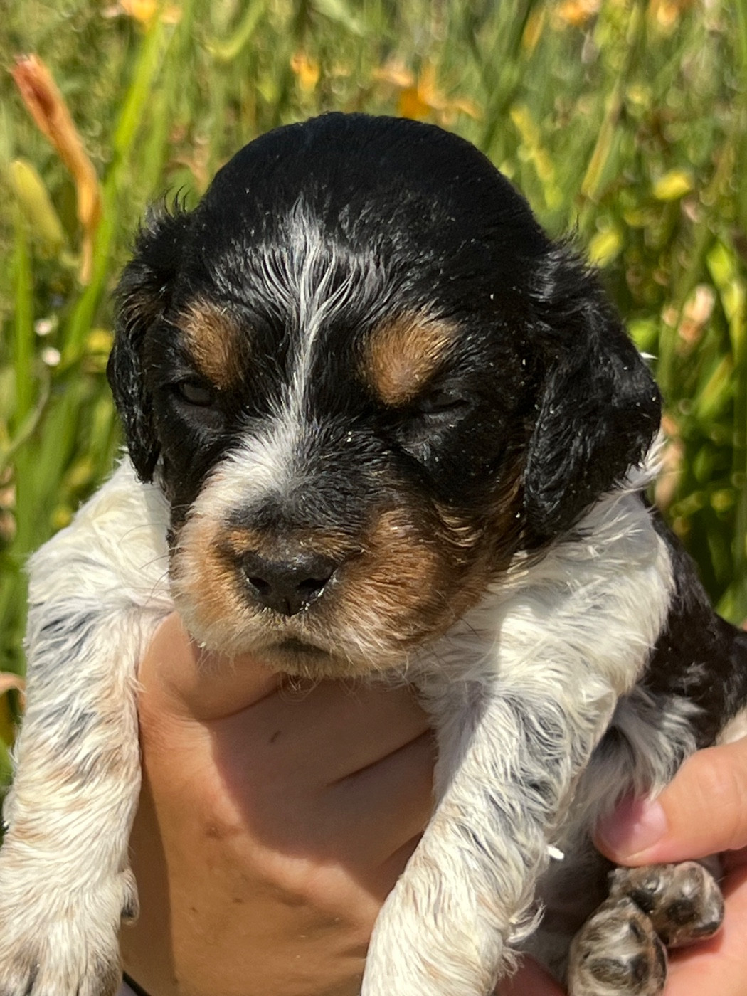 de Torlhak - Chiots disponibles - Epagneul Breton