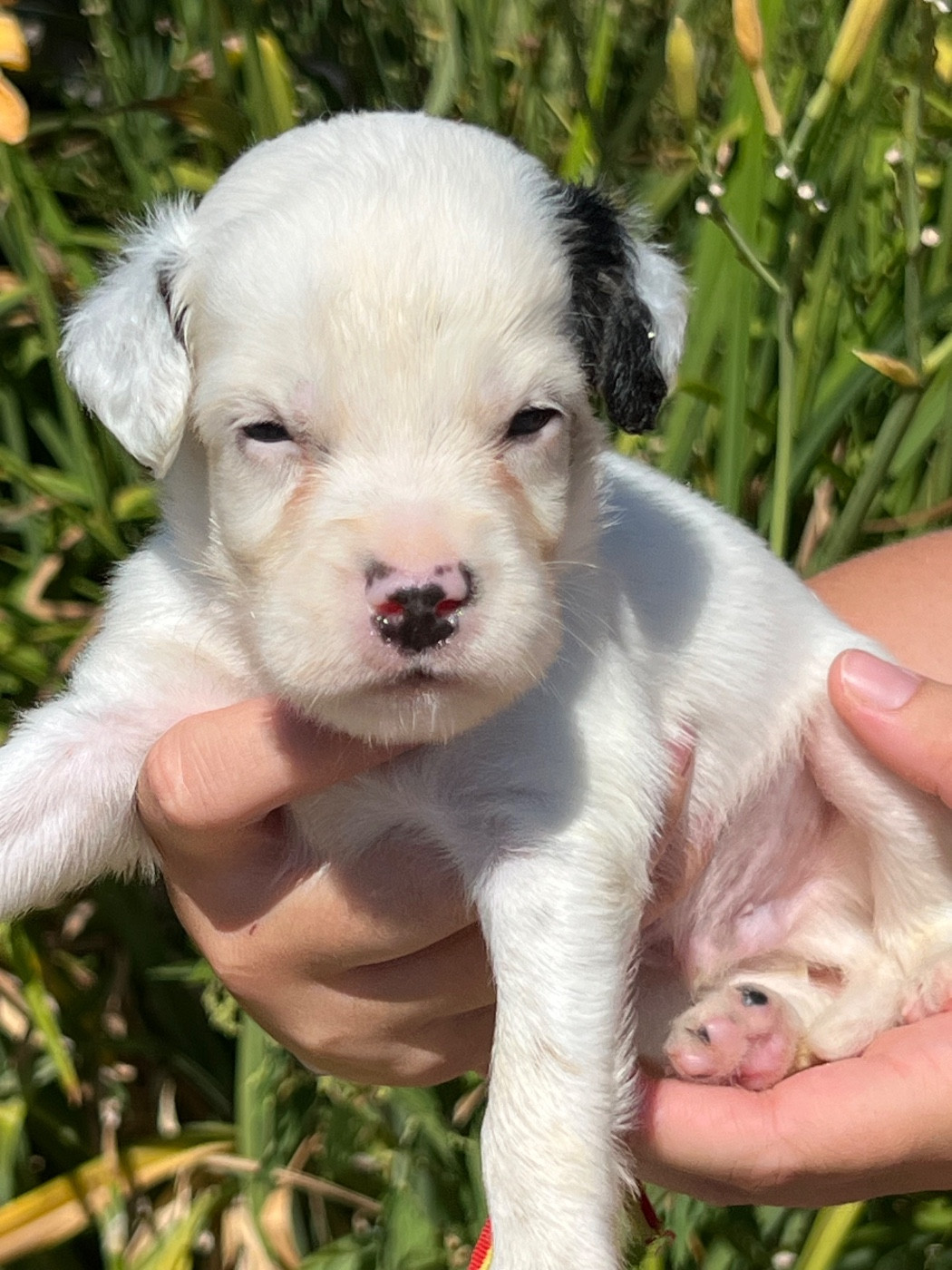 de Torlhak - Chiots disponibles - Setter Anglais