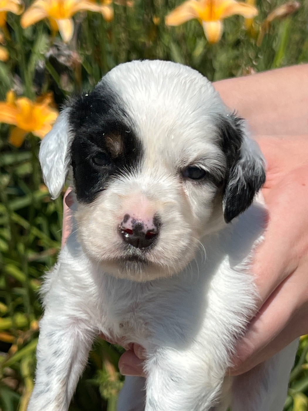 de Torlhak - Chiots disponibles - Setter Anglais