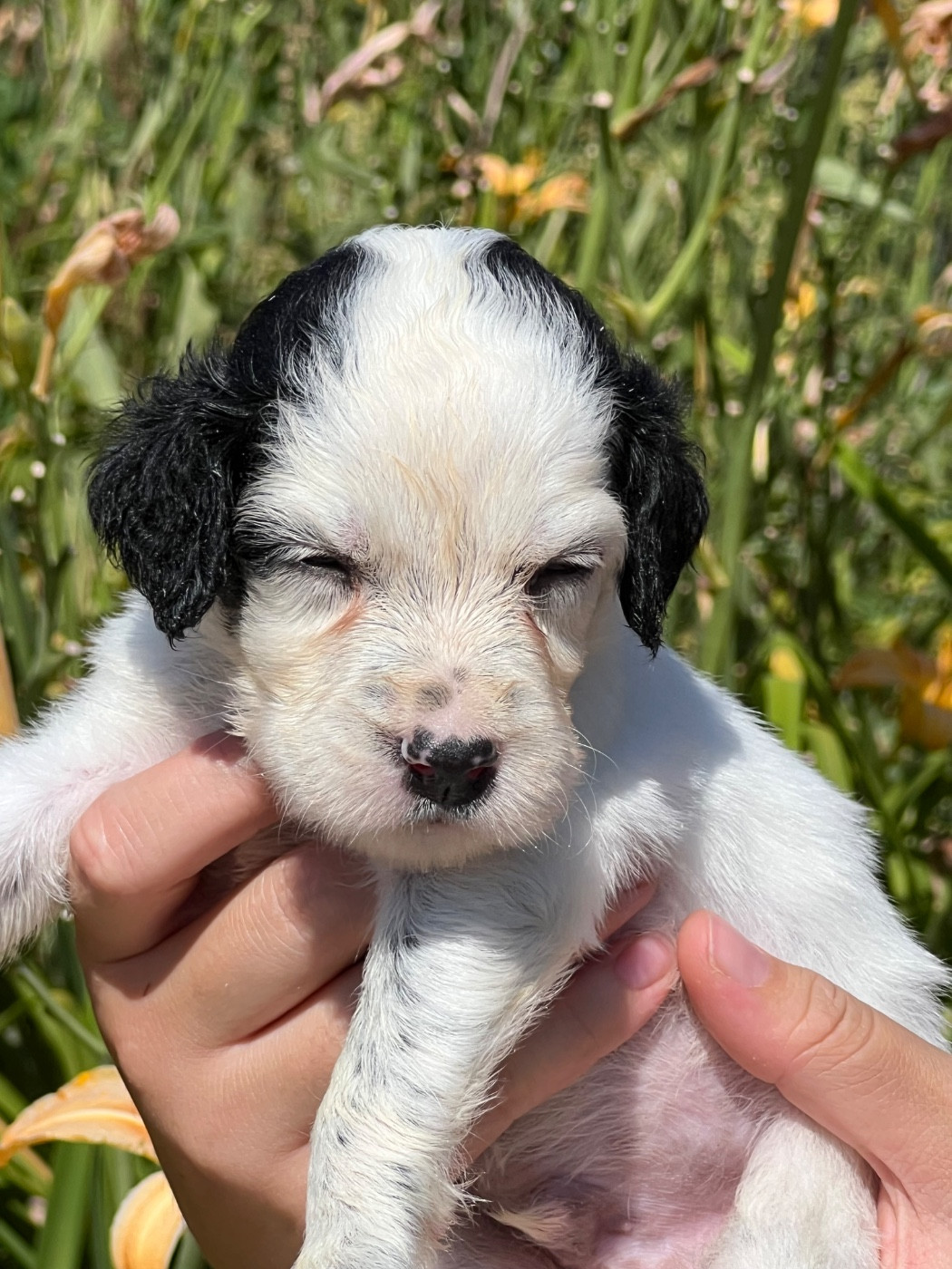 de Torlhak - Chiots disponibles - Setter Anglais