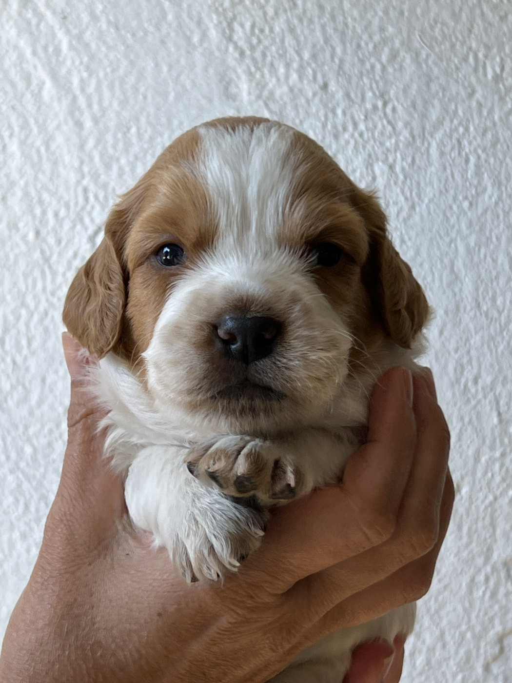 de Torlhak - Chiots disponibles - Epagneul Breton