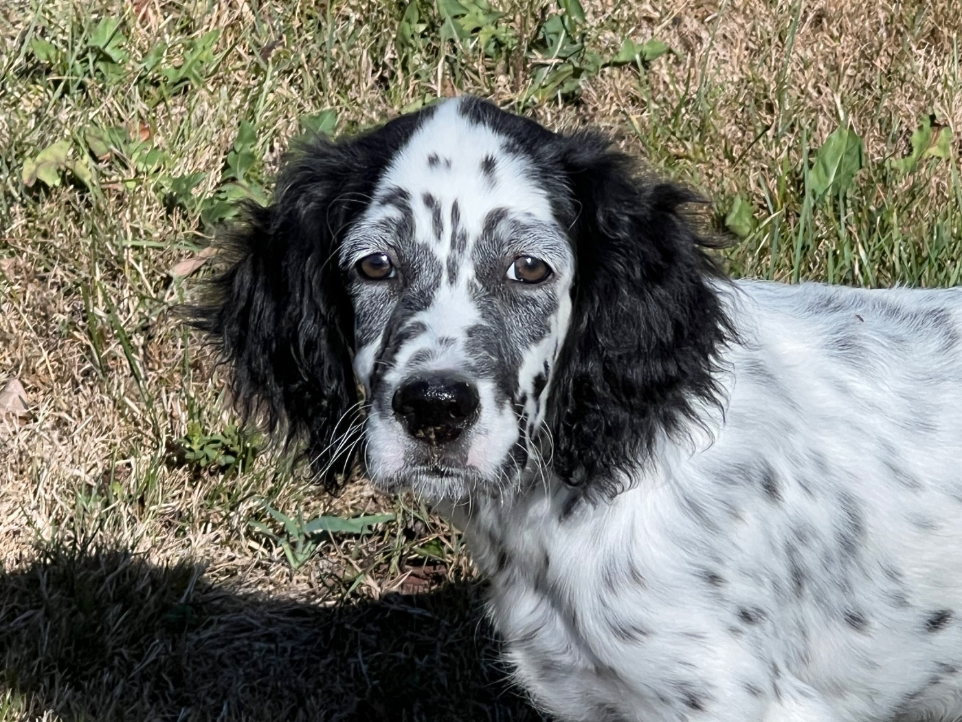 de Torlhak - Chiots disponibles - Setter Anglais