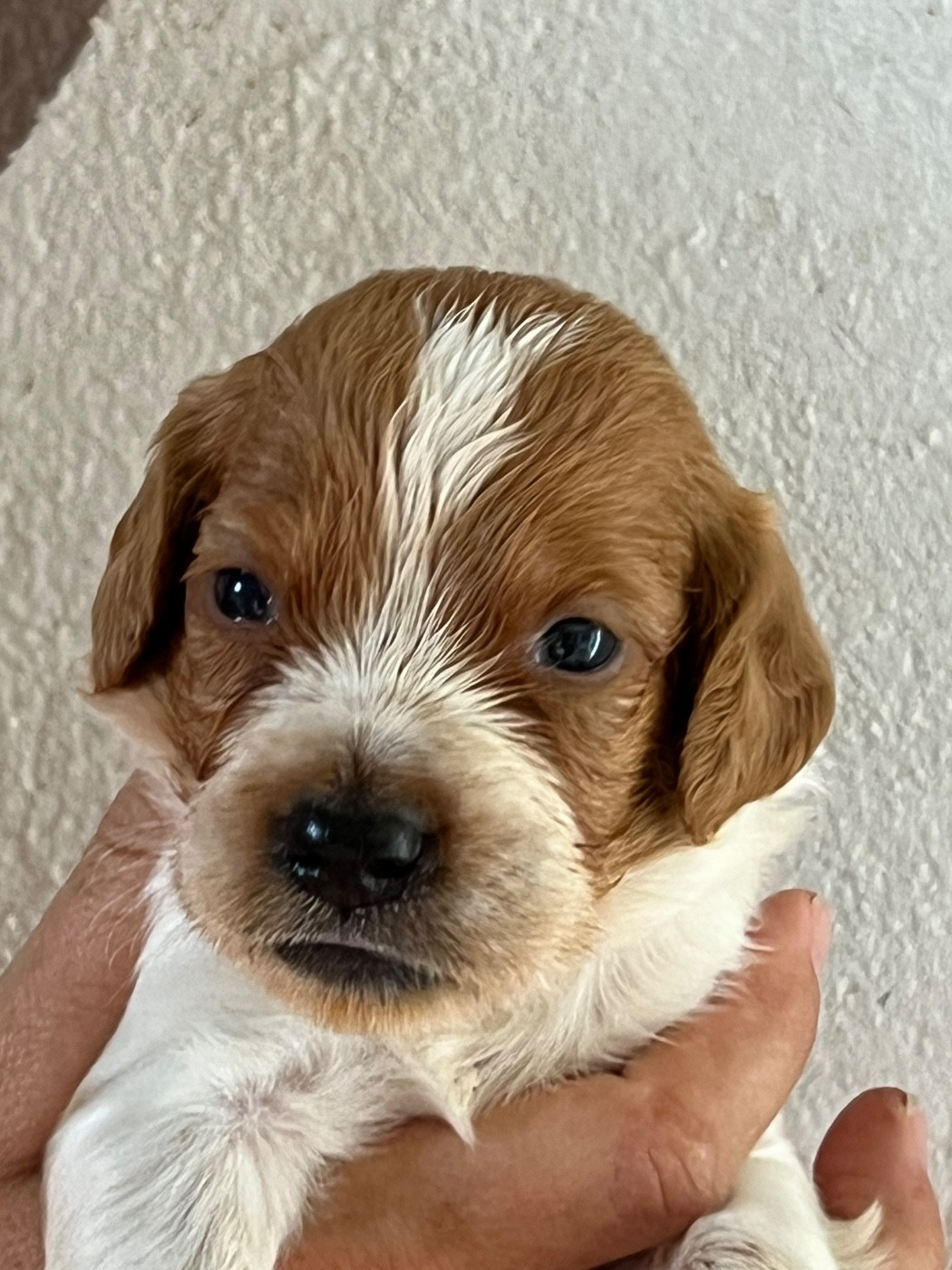 de Torlhak - Chiots disponibles - Epagneul Breton